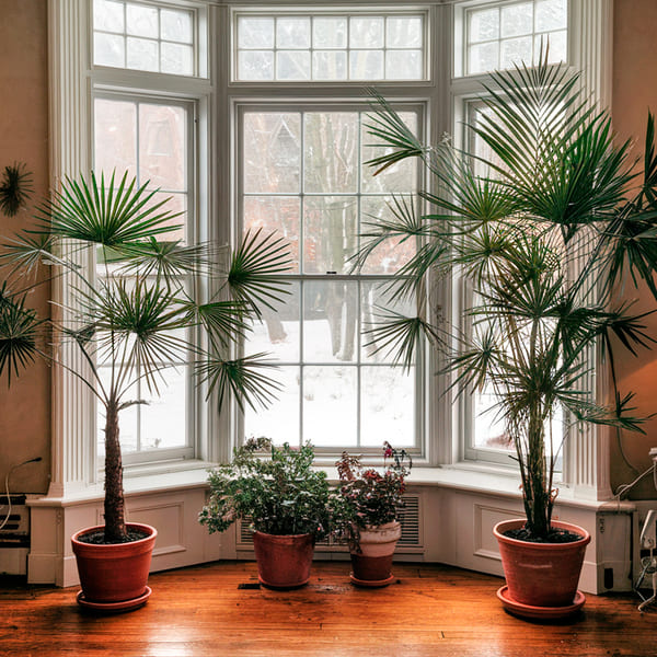 Planta de interior perto de janela com luz natural
